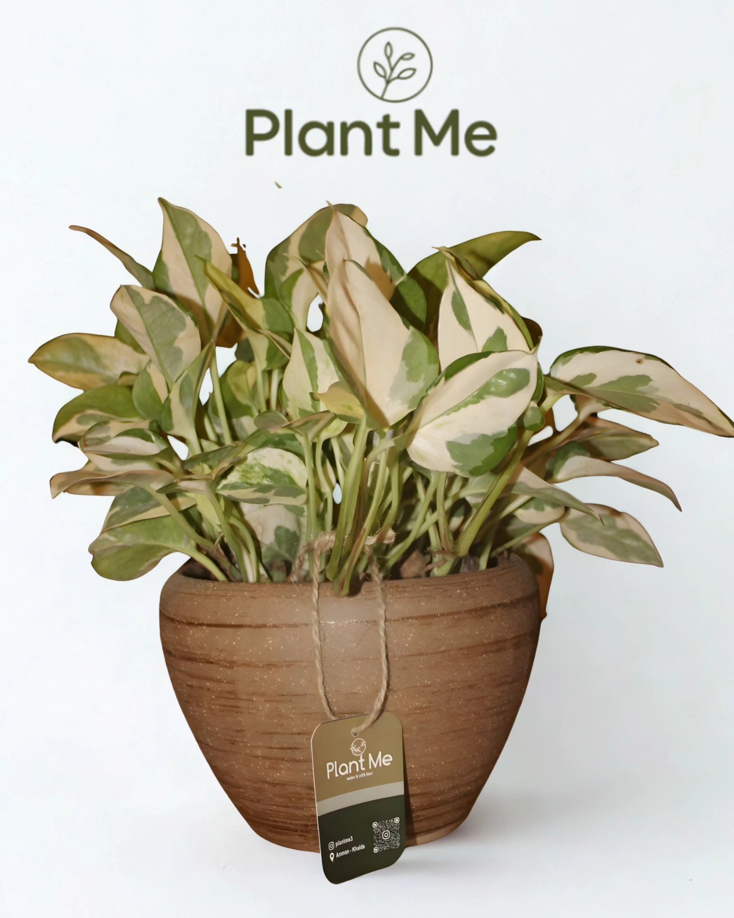 نبتة بوتس طبيعي