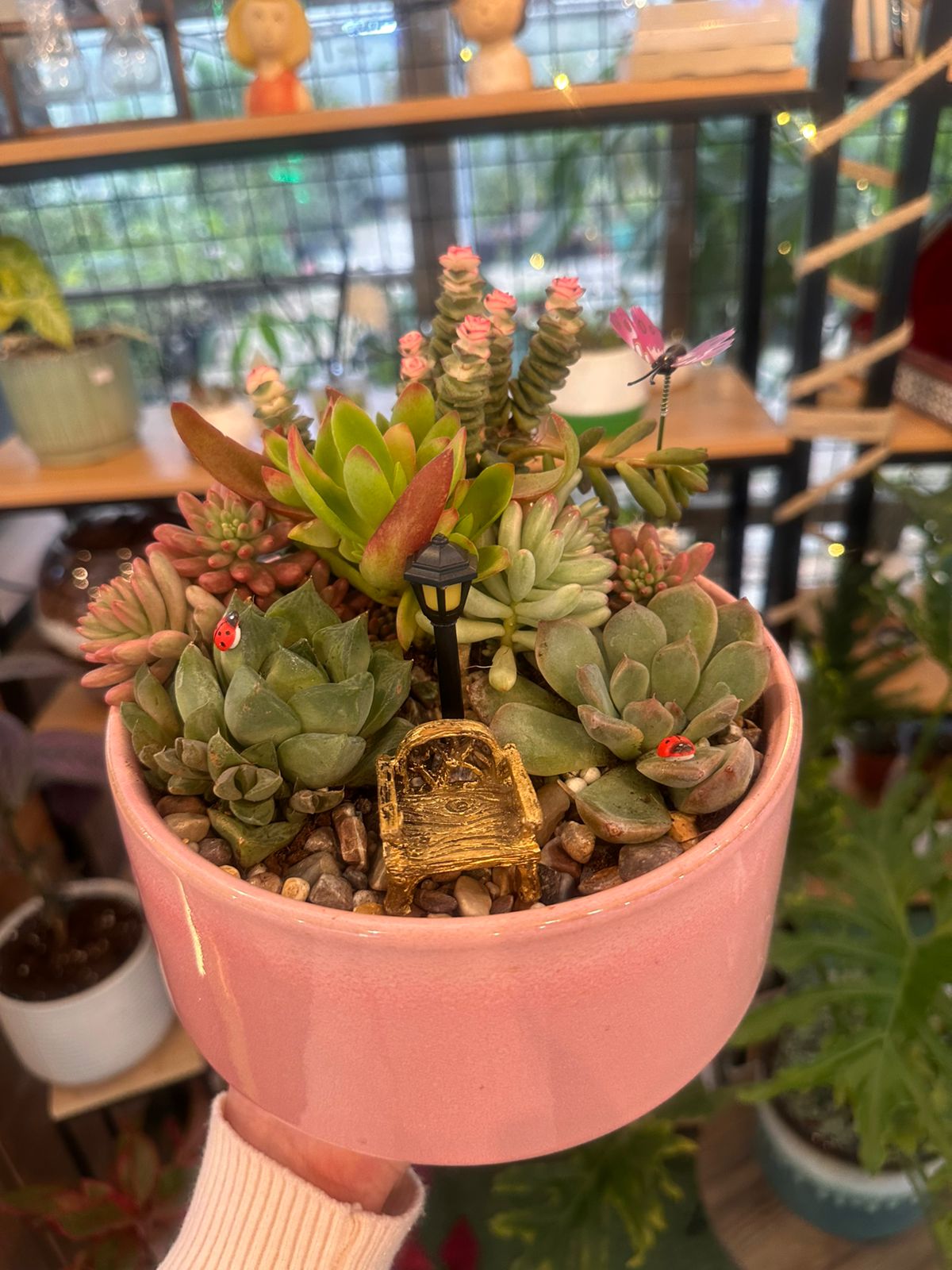 Miniature Succulent Garden in Pink Pot