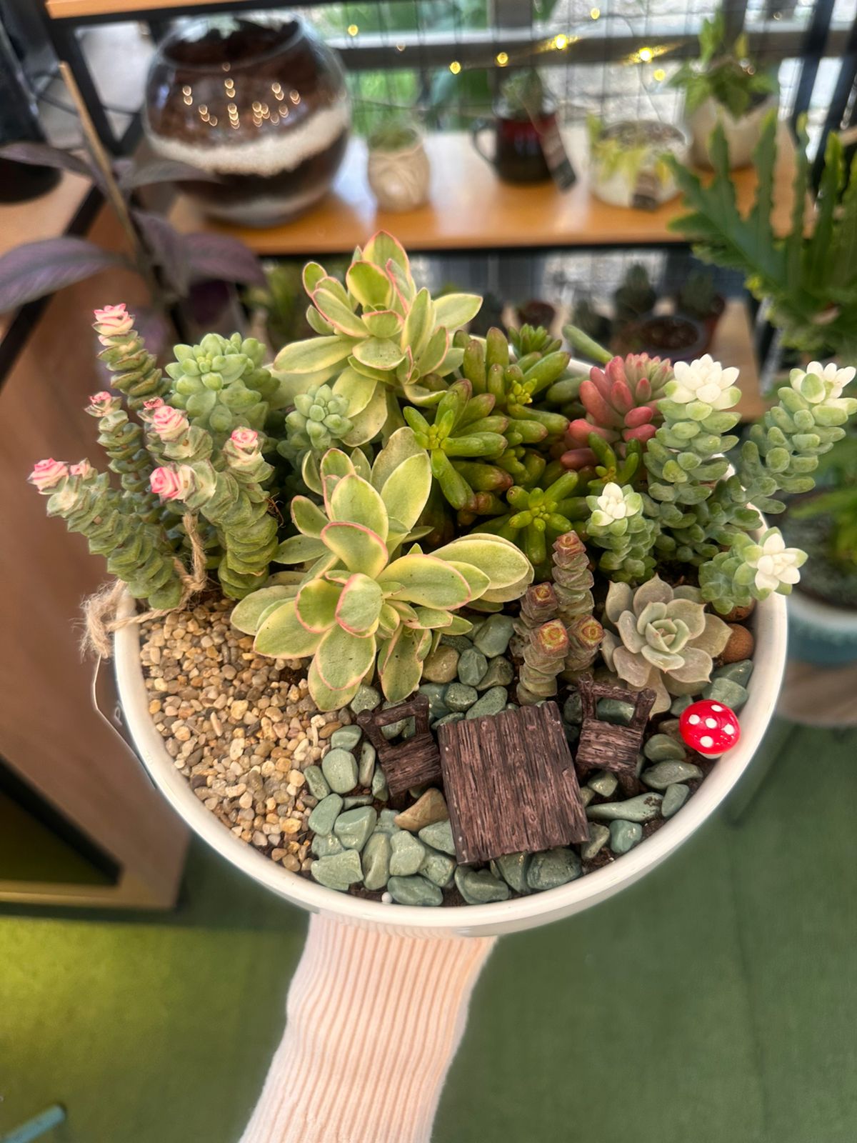 Miniature Succulent Garden Bowl