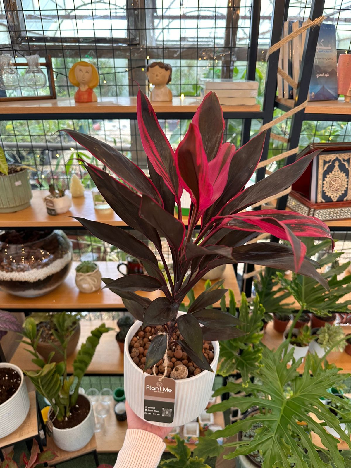 Cordyline Fruticosa Plant