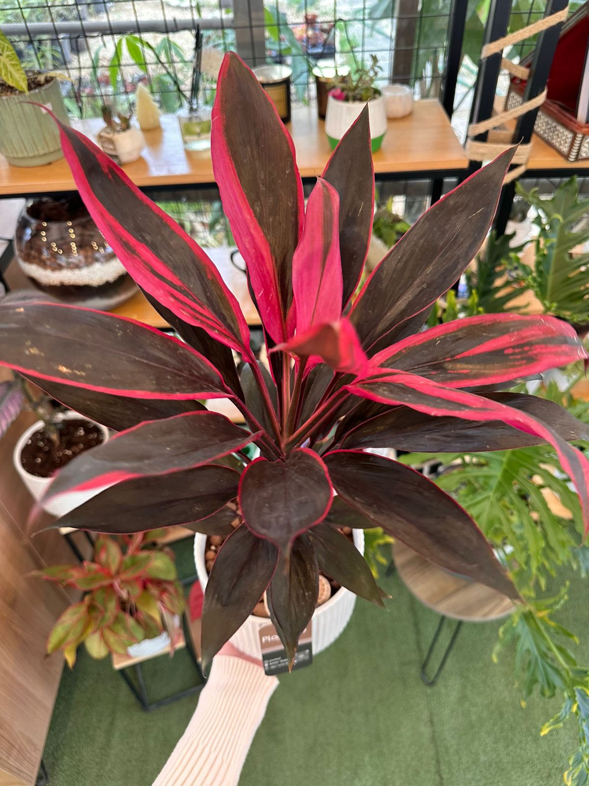 Cordyline Fruticosa Plant