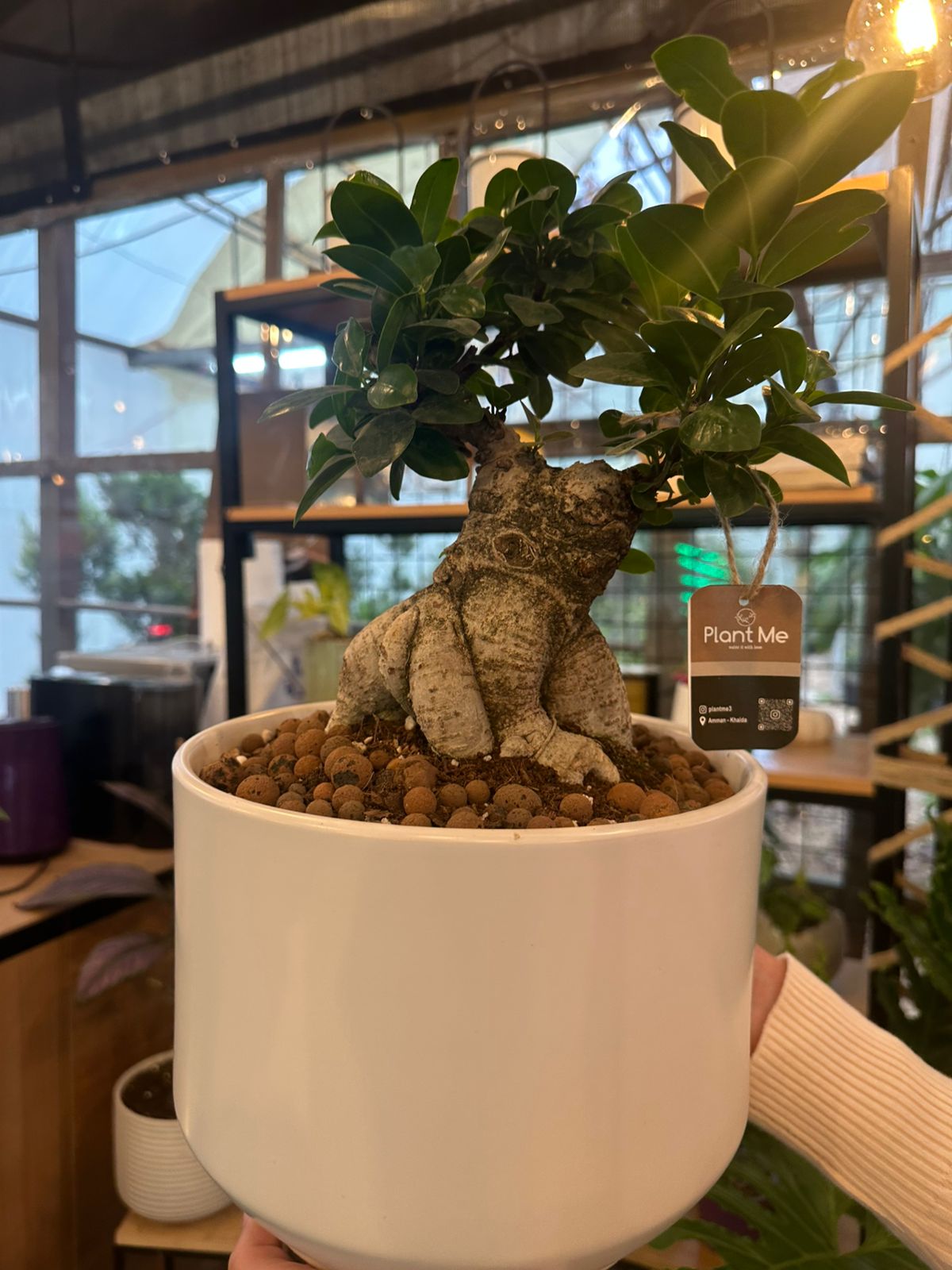 Ficus Ginseng Bonsai