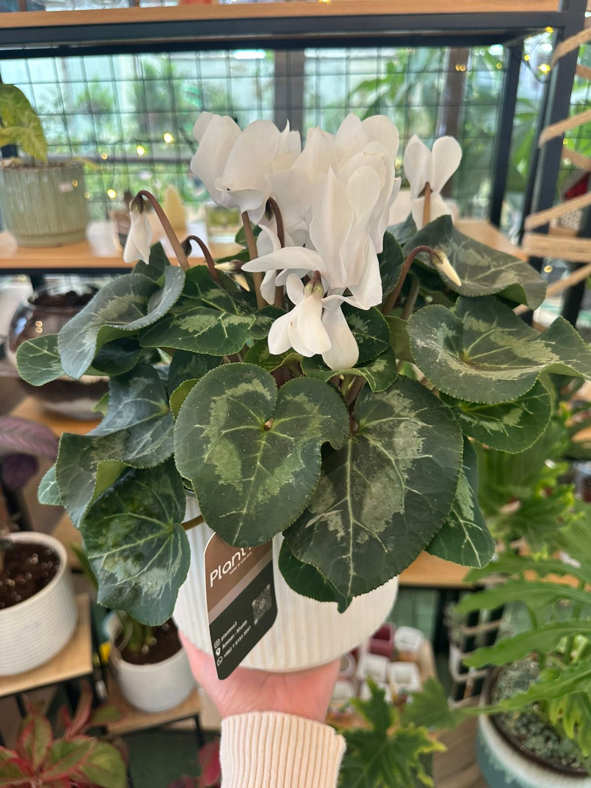 Cyclamen Plant