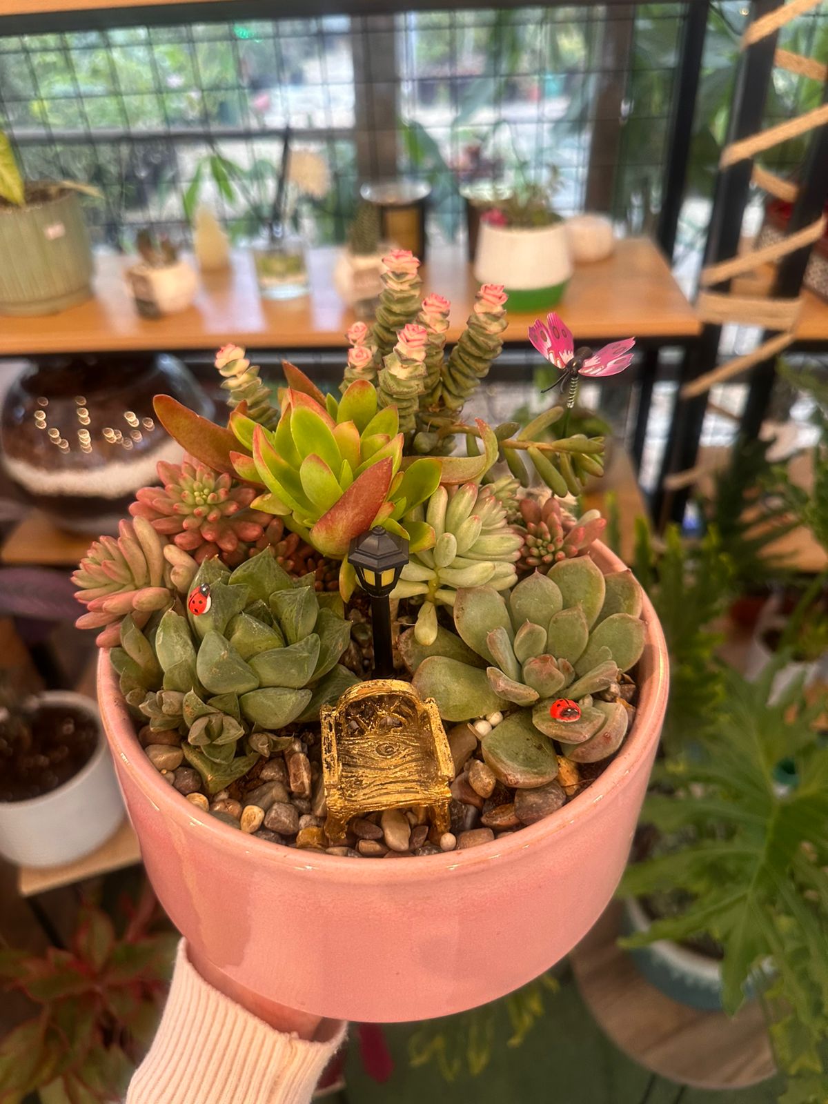 Miniature Succulent Garden in Pink Pot