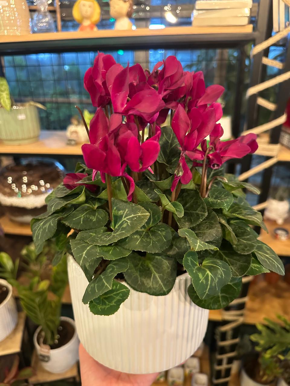Cyclamen Plant in White Pot
