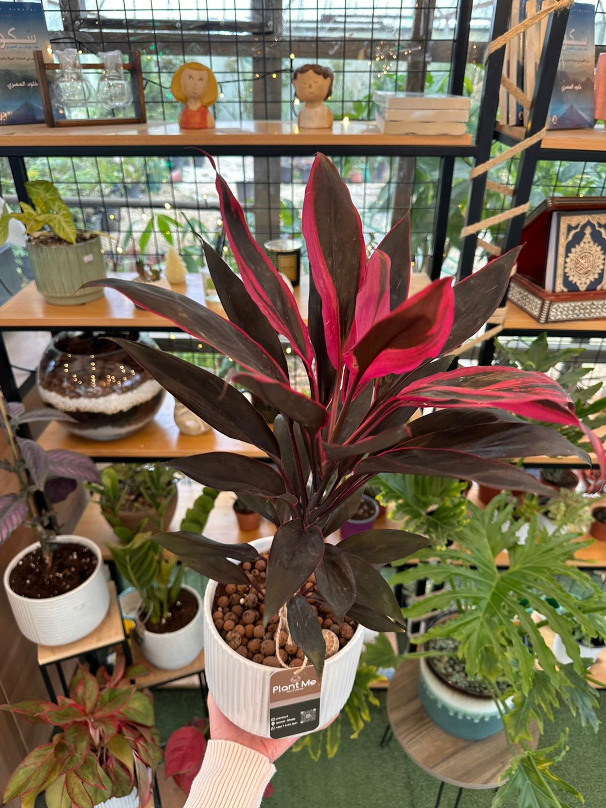 Cordyline Fruticosa Plant