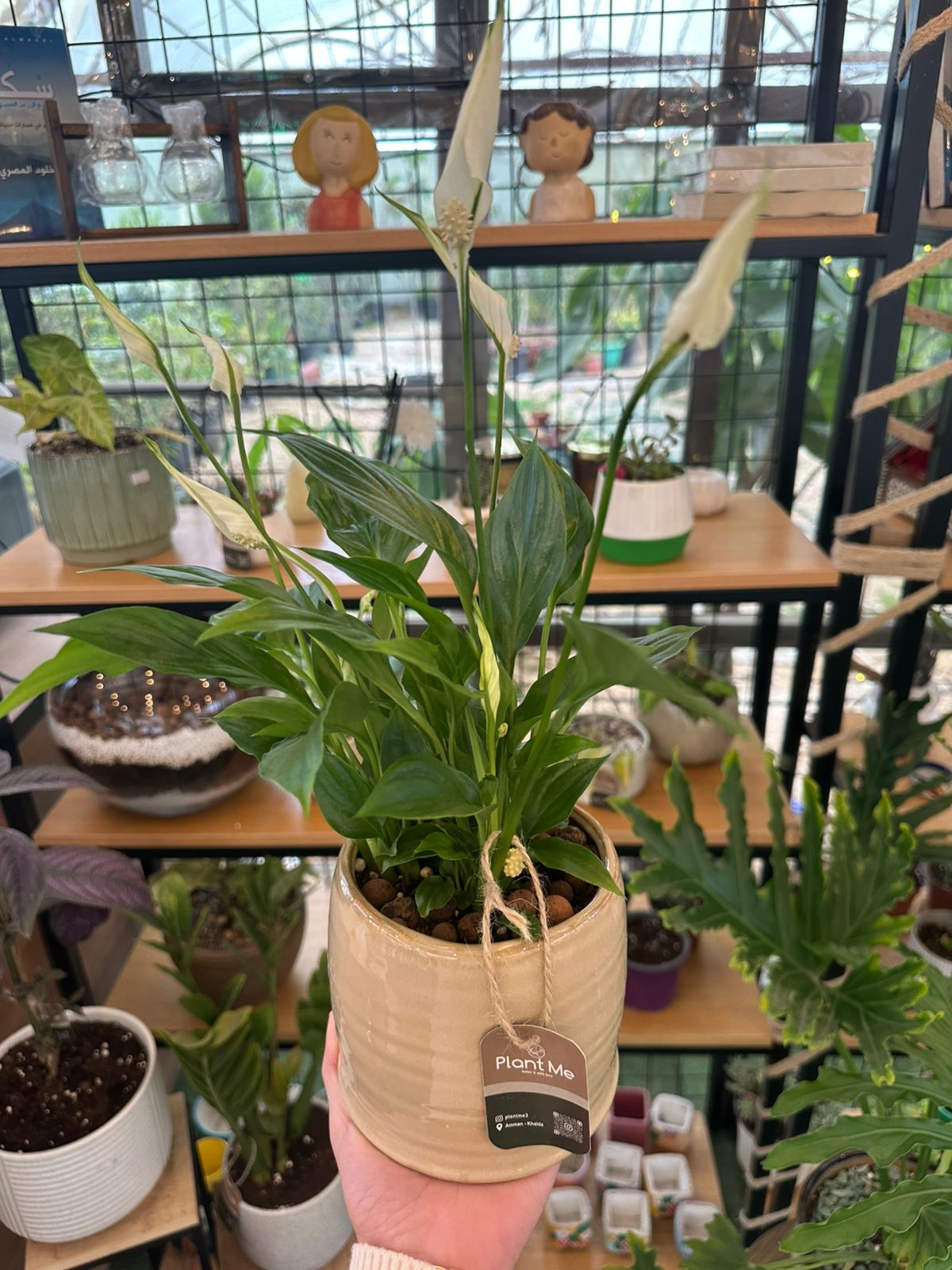 Peace Lily Plant