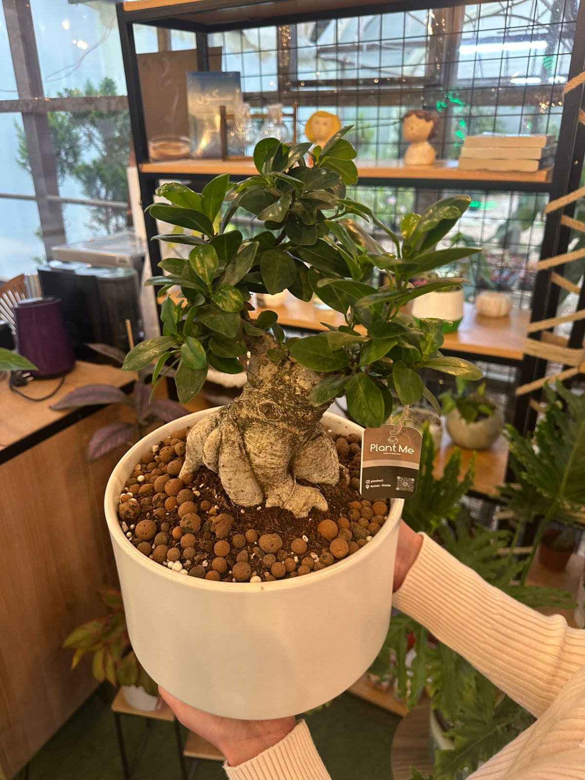 Ficus Ginseng Bonsai