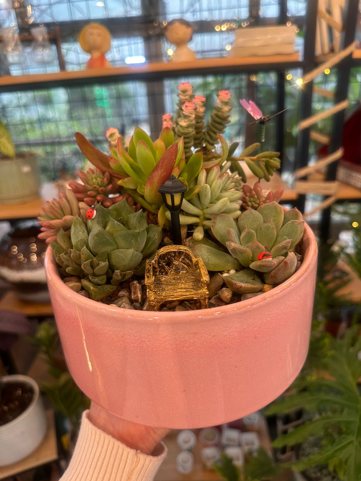 Miniature Succulent Garden in Pink Pot