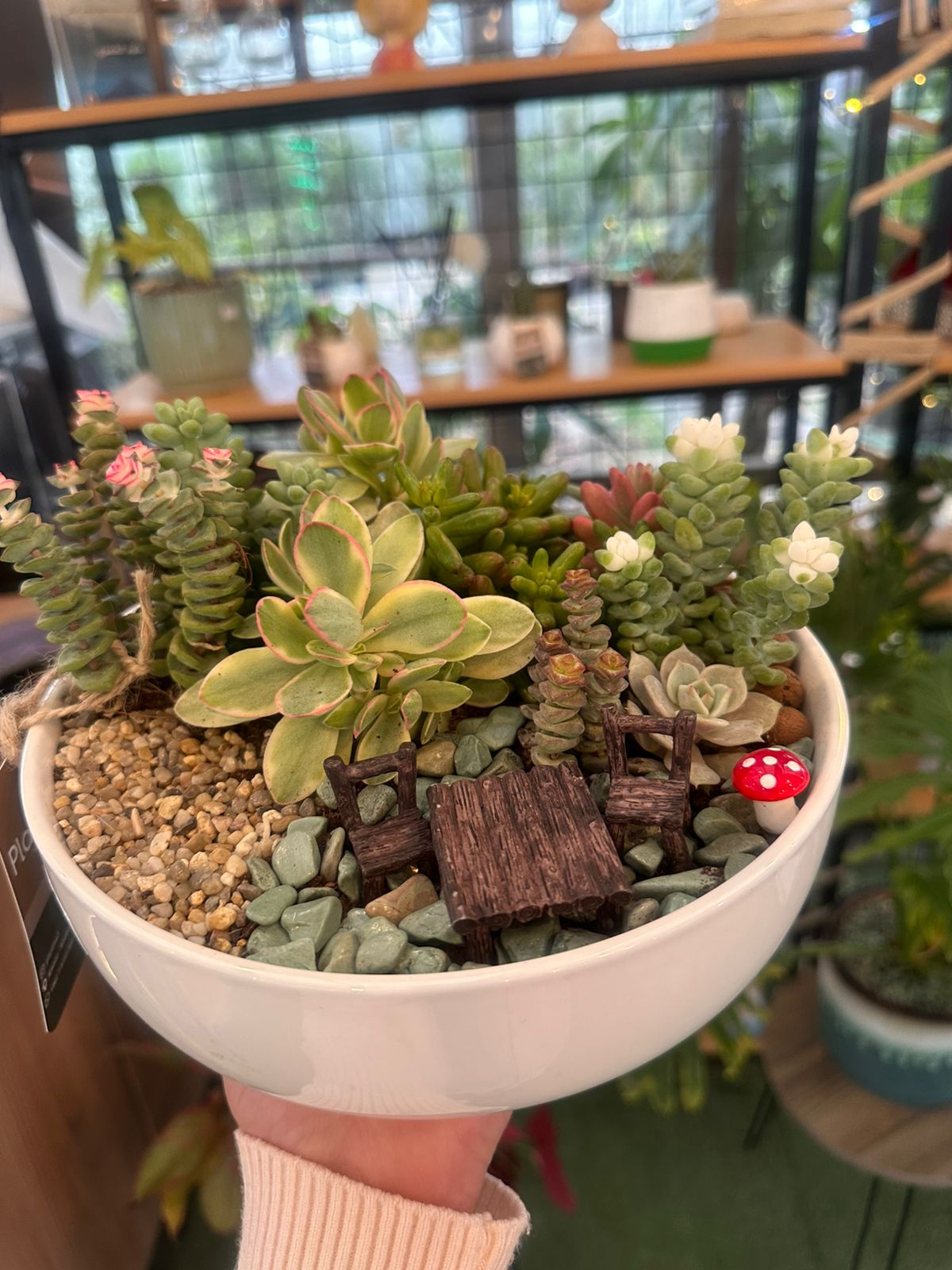 Miniature Succulent Garden Bowl