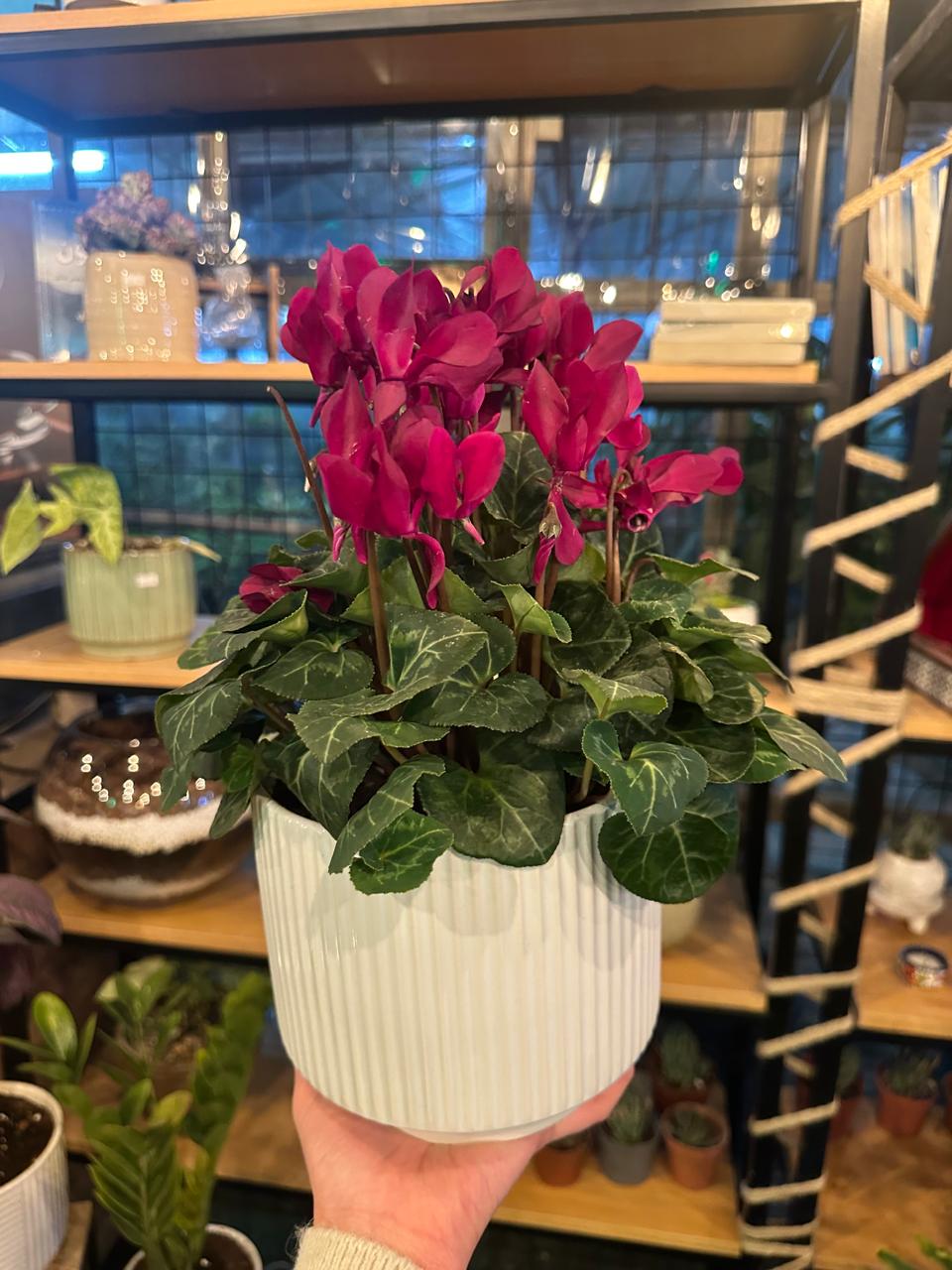 Cyclamen Plant in White Pot