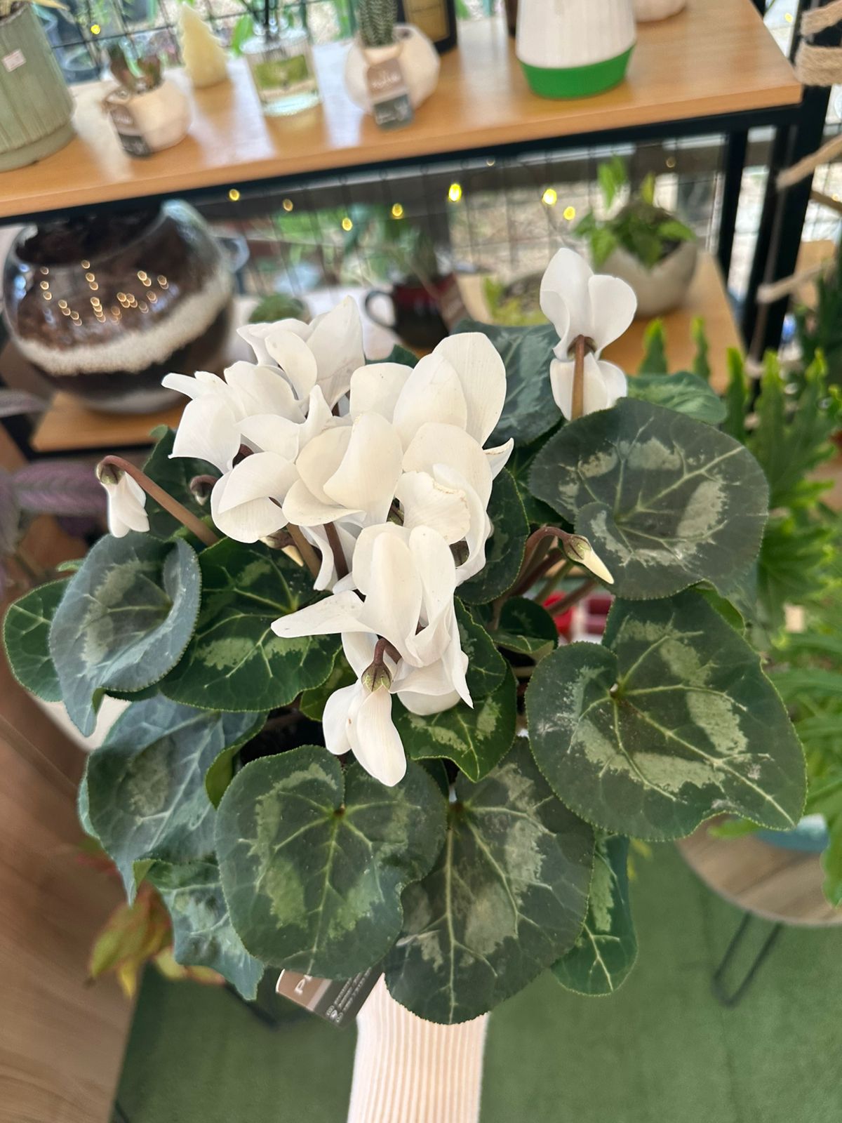 Cyclamen Plant