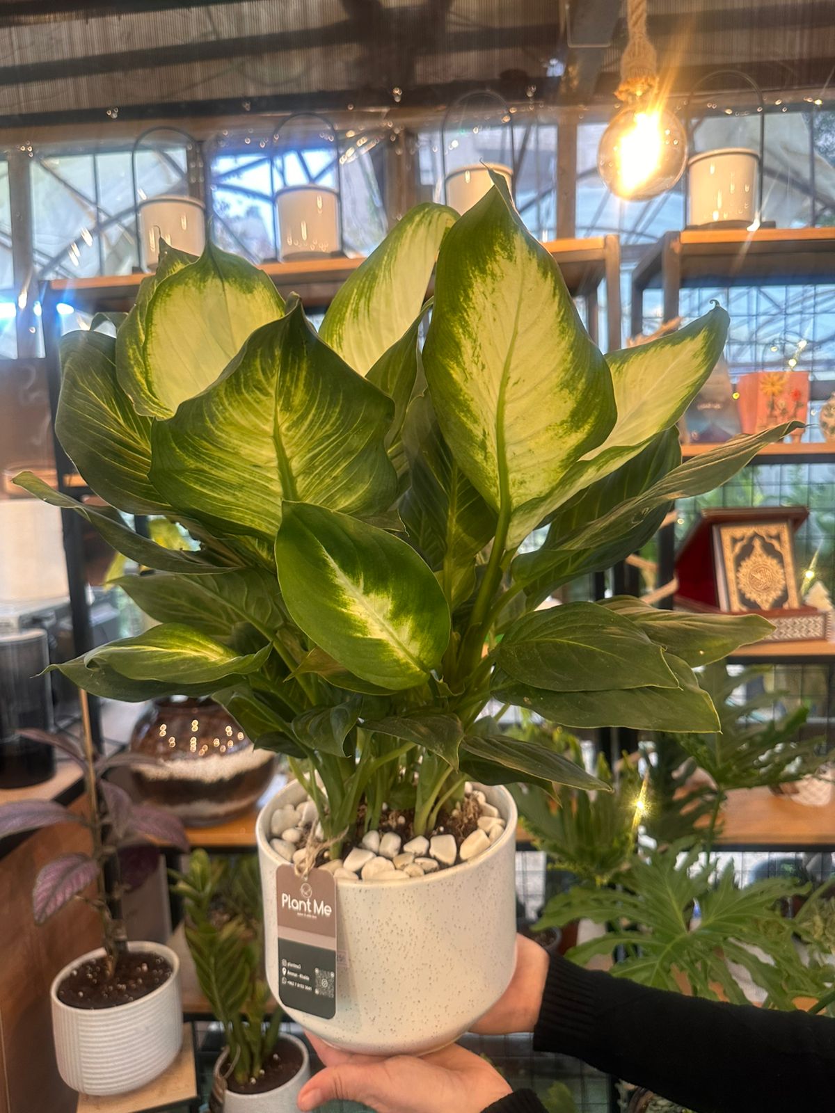 Dieffenbachia Plant