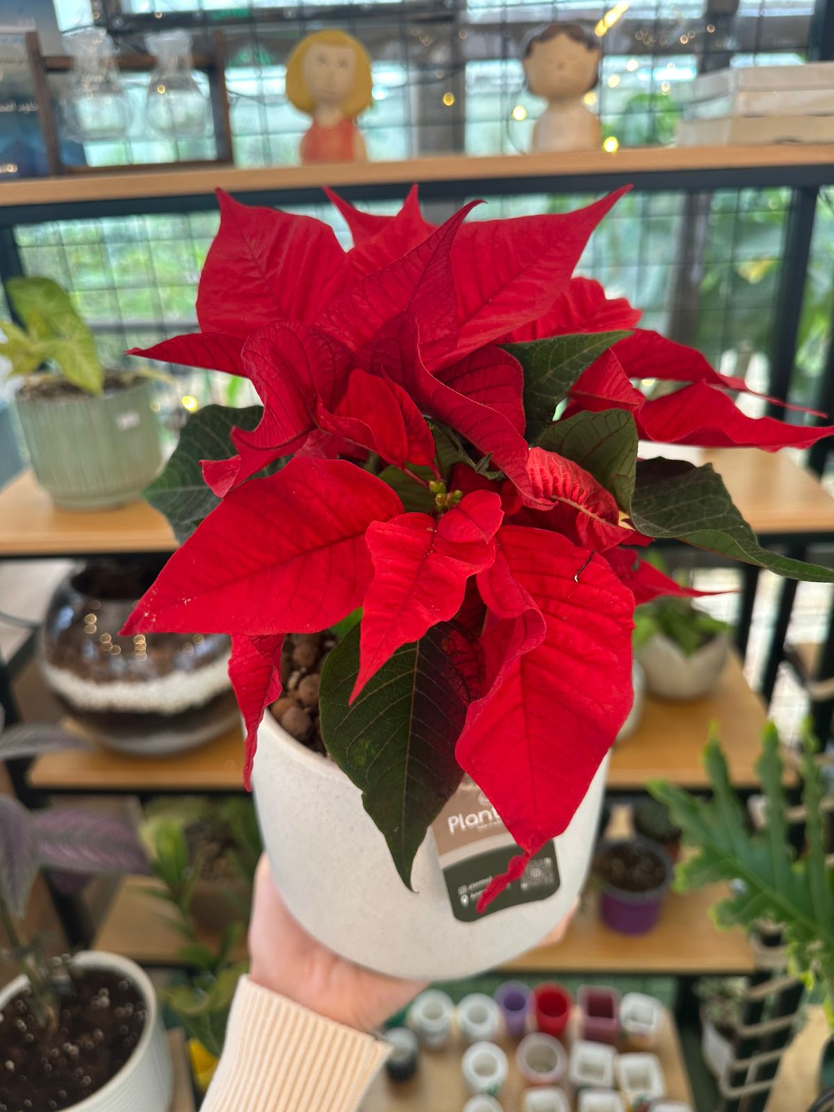 نبتة الميلاد أو زهرة البونسيتا