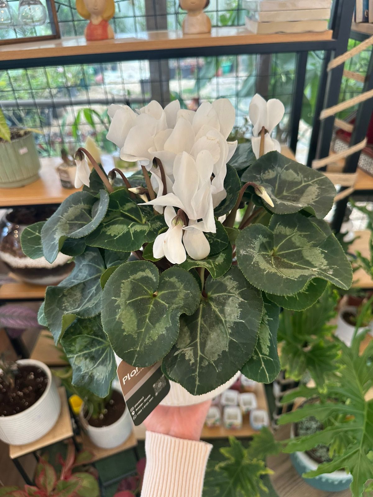 Cyclamen Plant