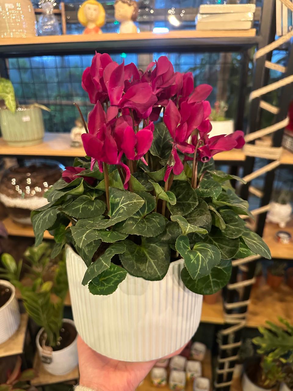 Cyclamen Plant in White Pot