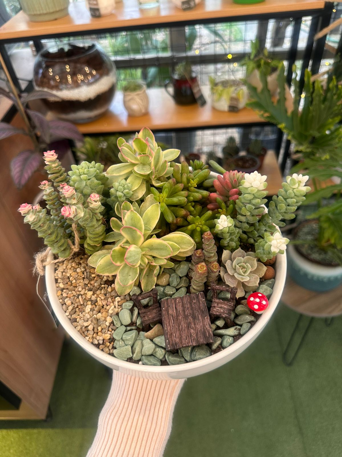 Miniature Succulent Garden Bowl