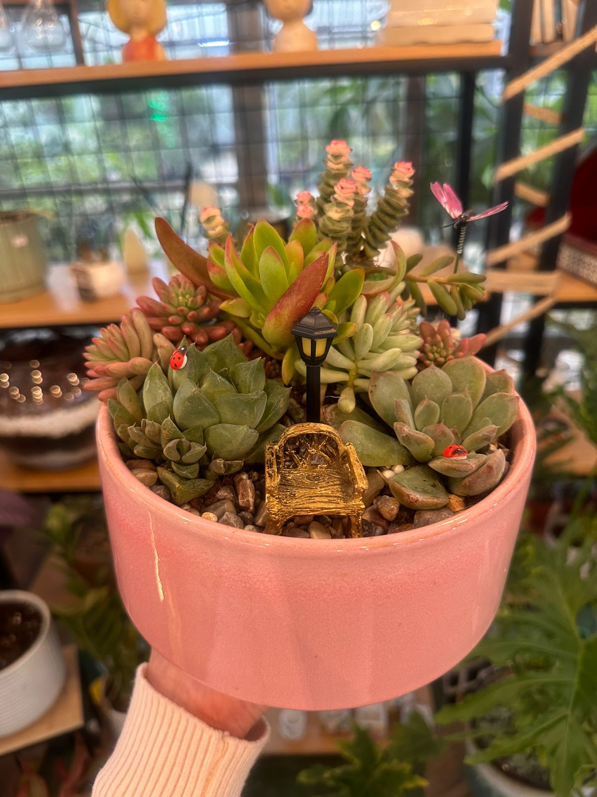 Miniature Succulent Garden in Pink Pot