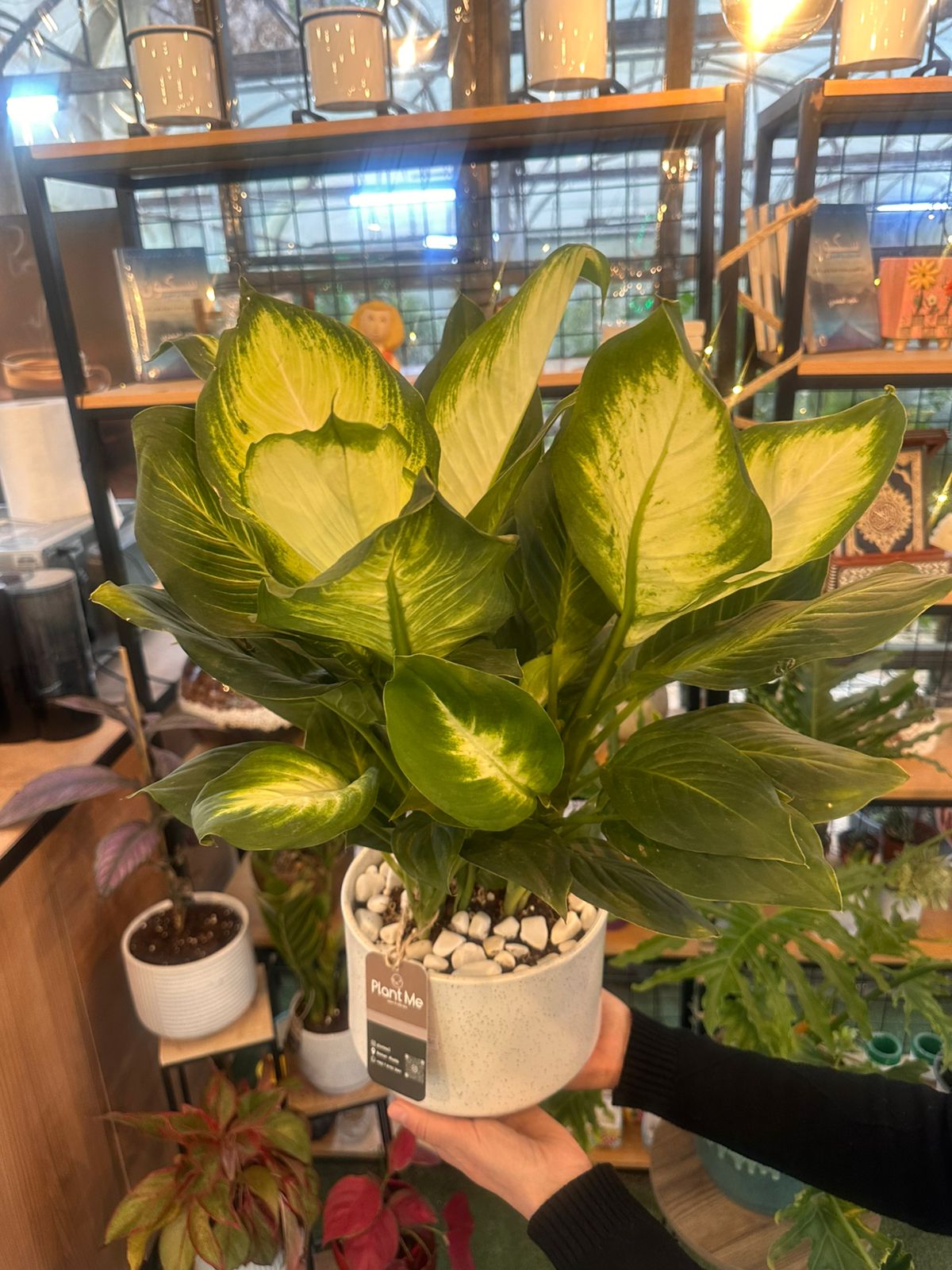 Dieffenbachia Plant