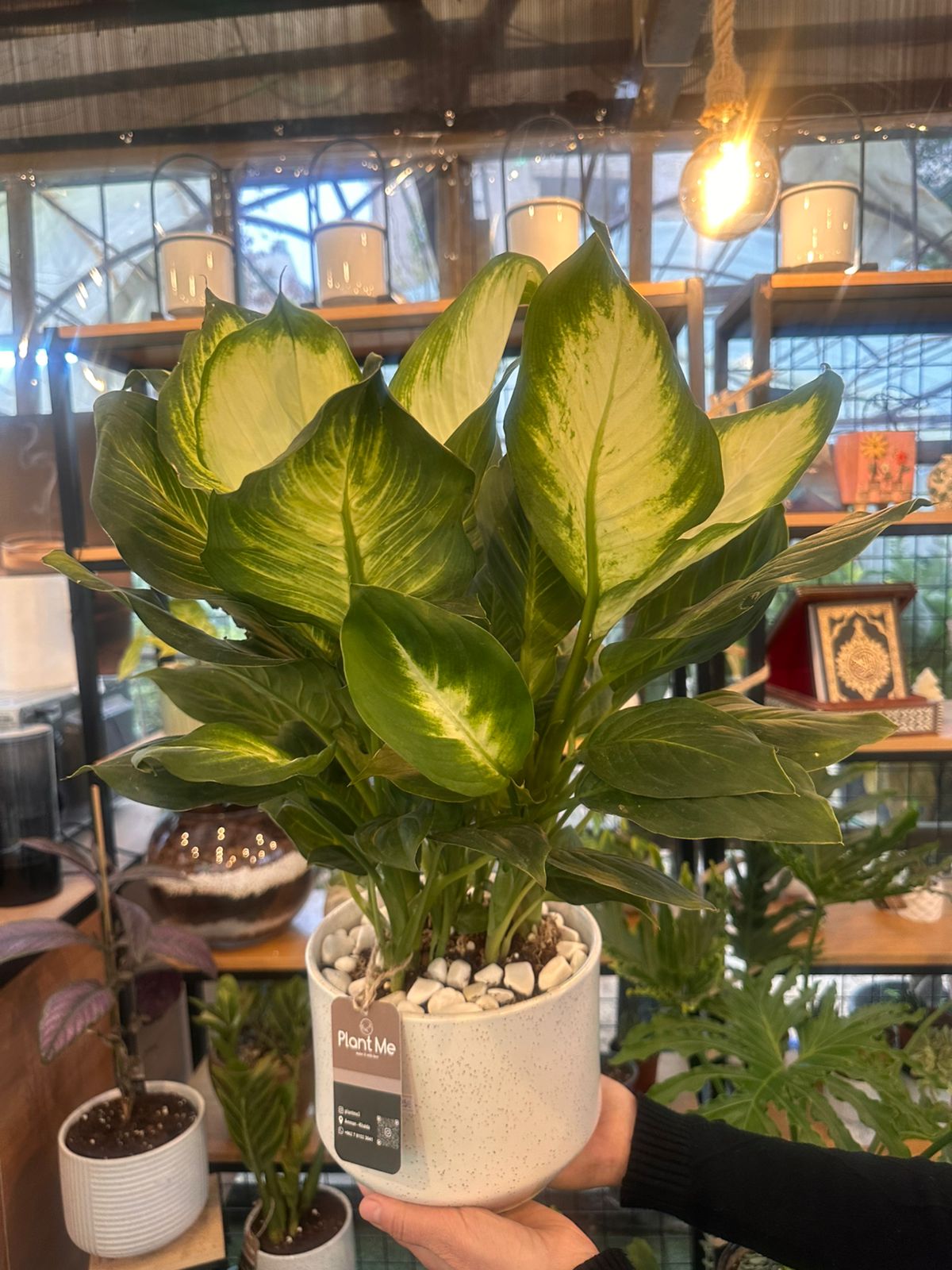 Dieffenbachia Plant