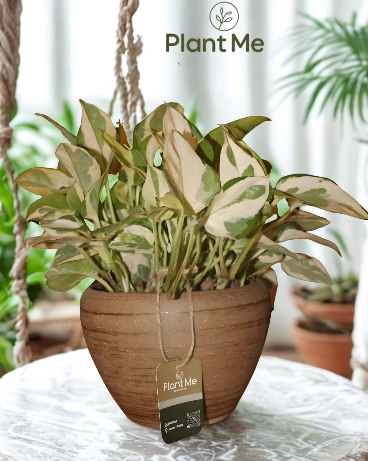 نبتة بوتس طبيعي