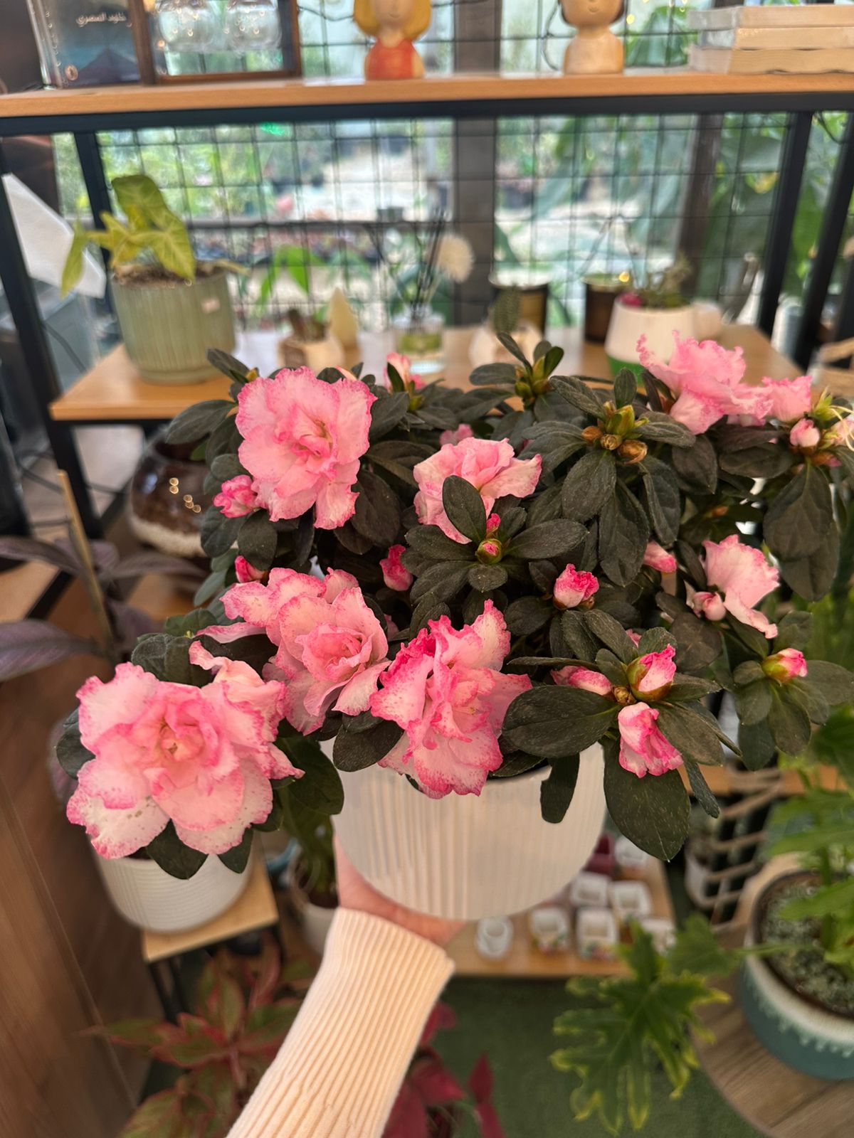 Azalea Plant in White Pot