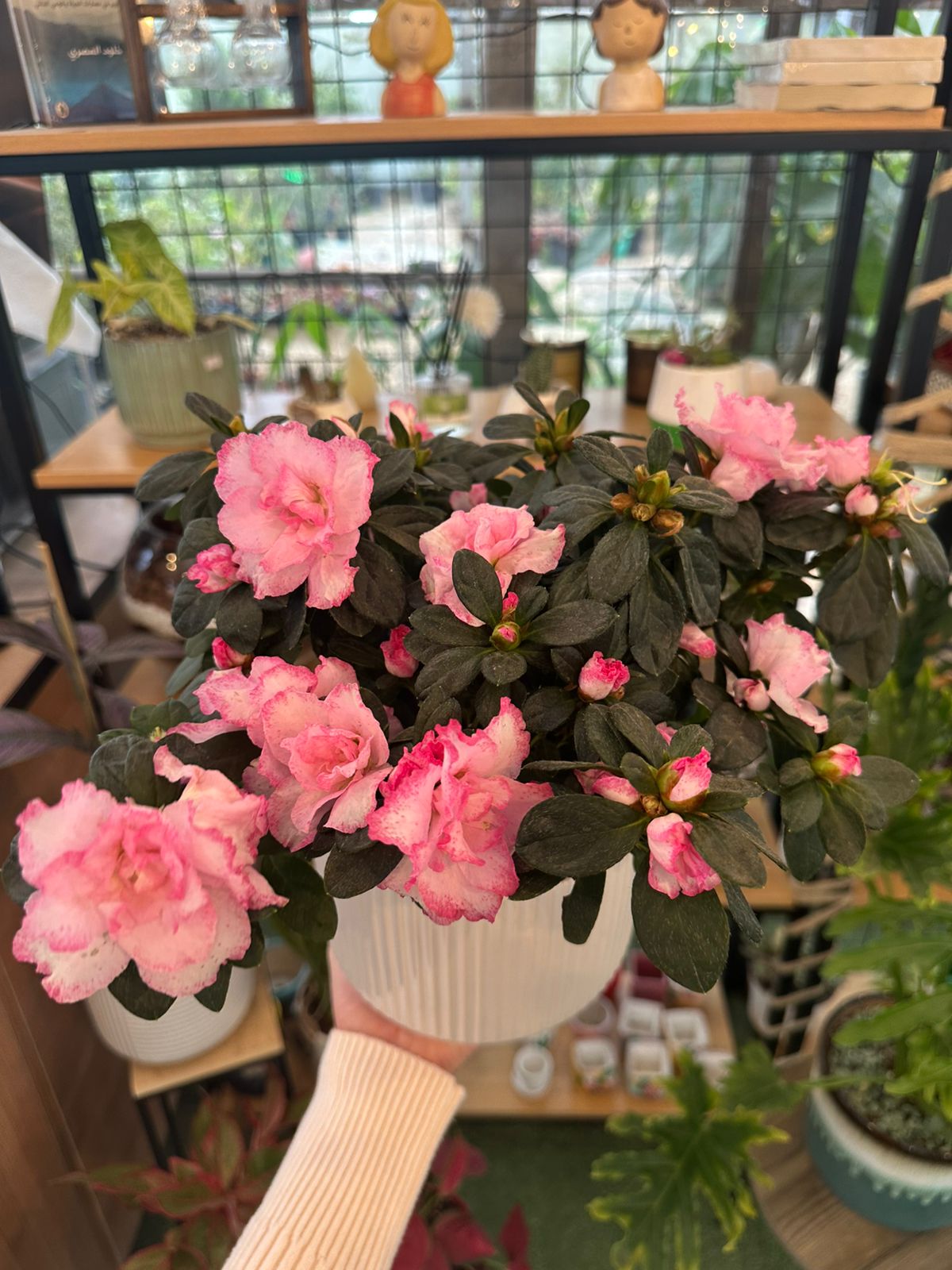Azalea Plant in White Pot