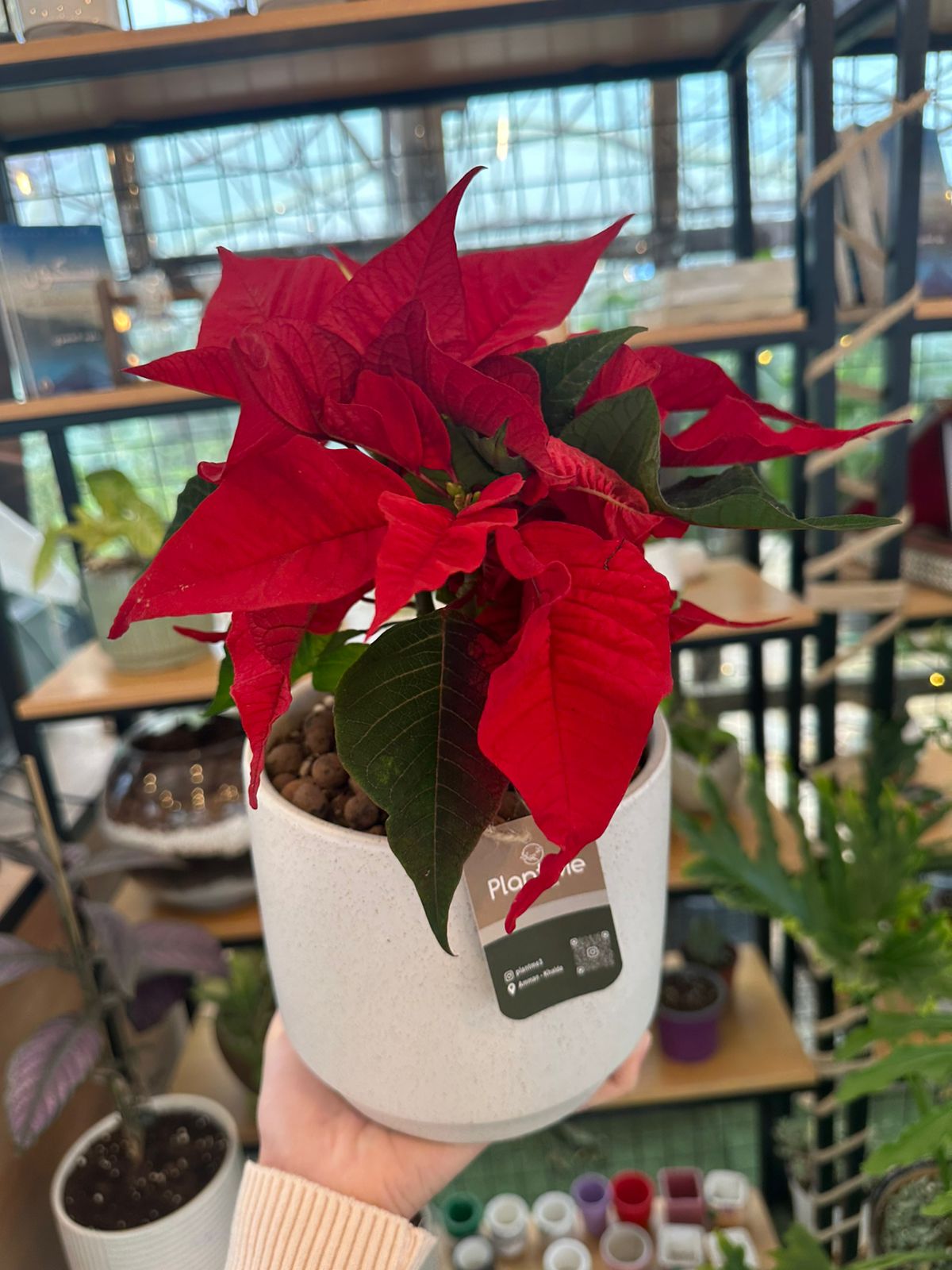 نبتة الميلاد أو زهرة البونسيتا