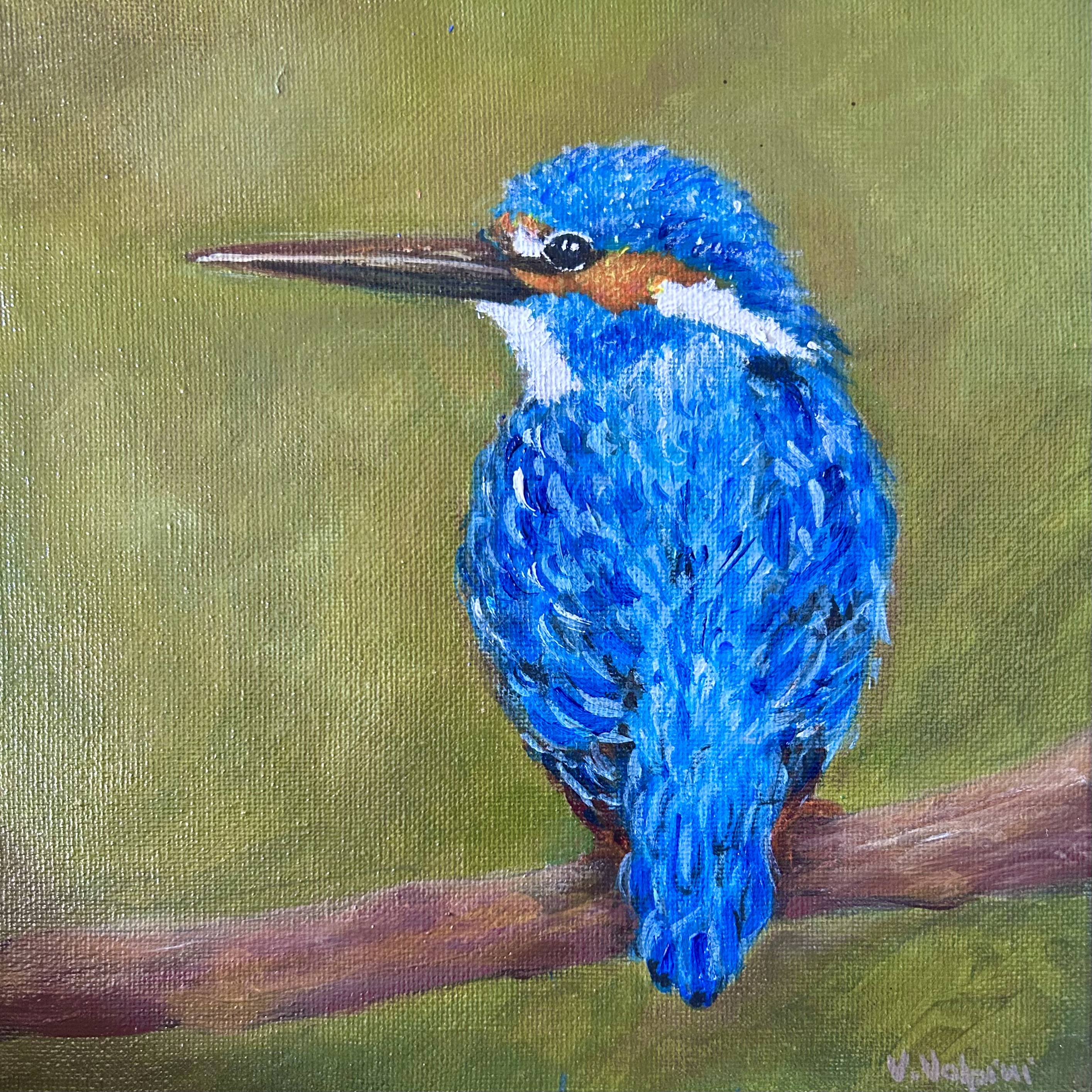 Blue Kingfisher