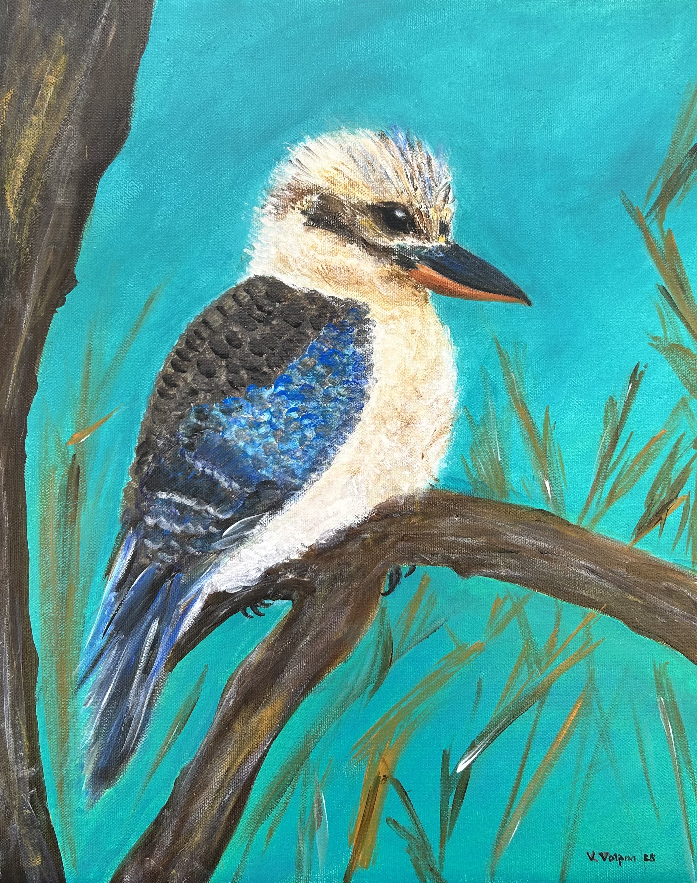 Blue winged kookaburra
