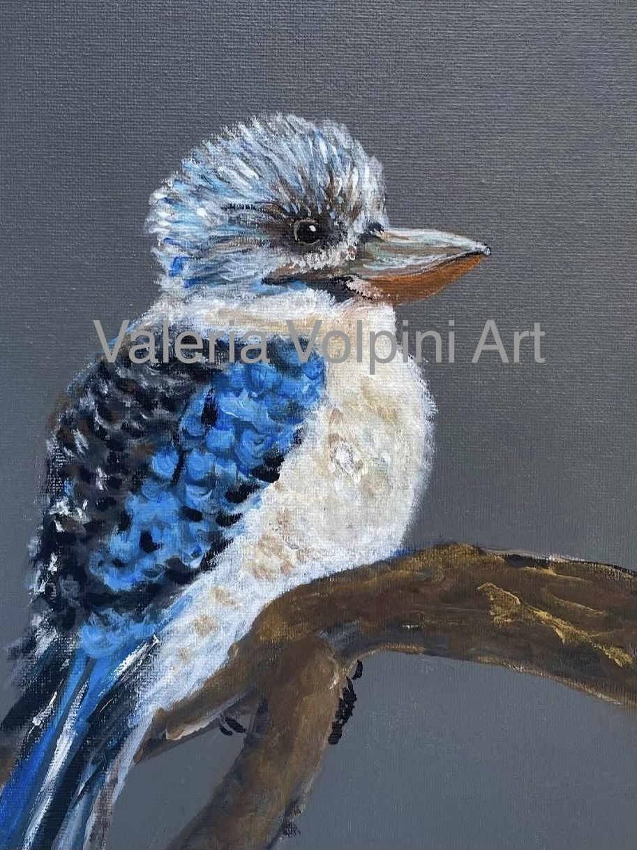 Baby blue winged kookaburra on grey A4 PRINT