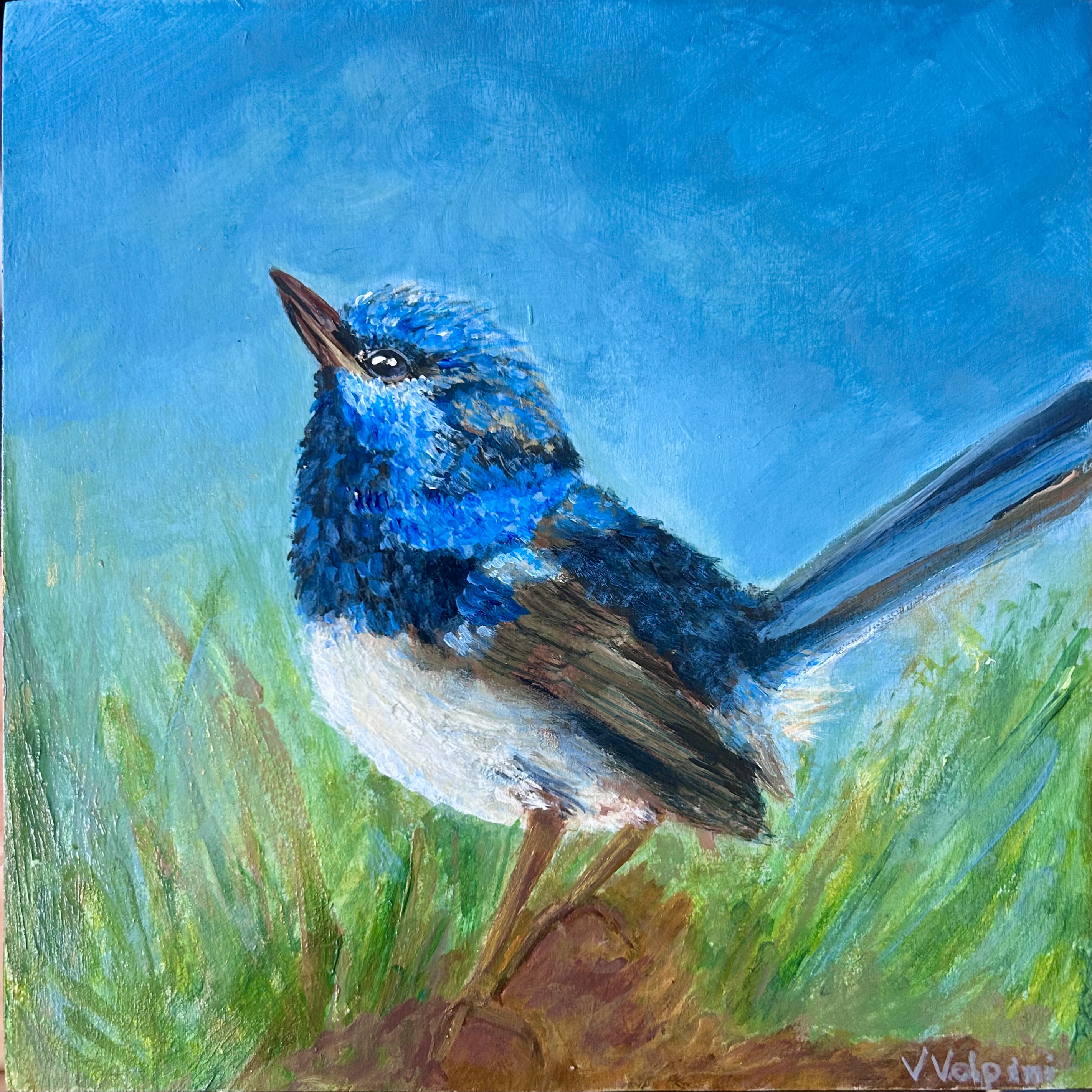 Little Blue Fairy Wren 2