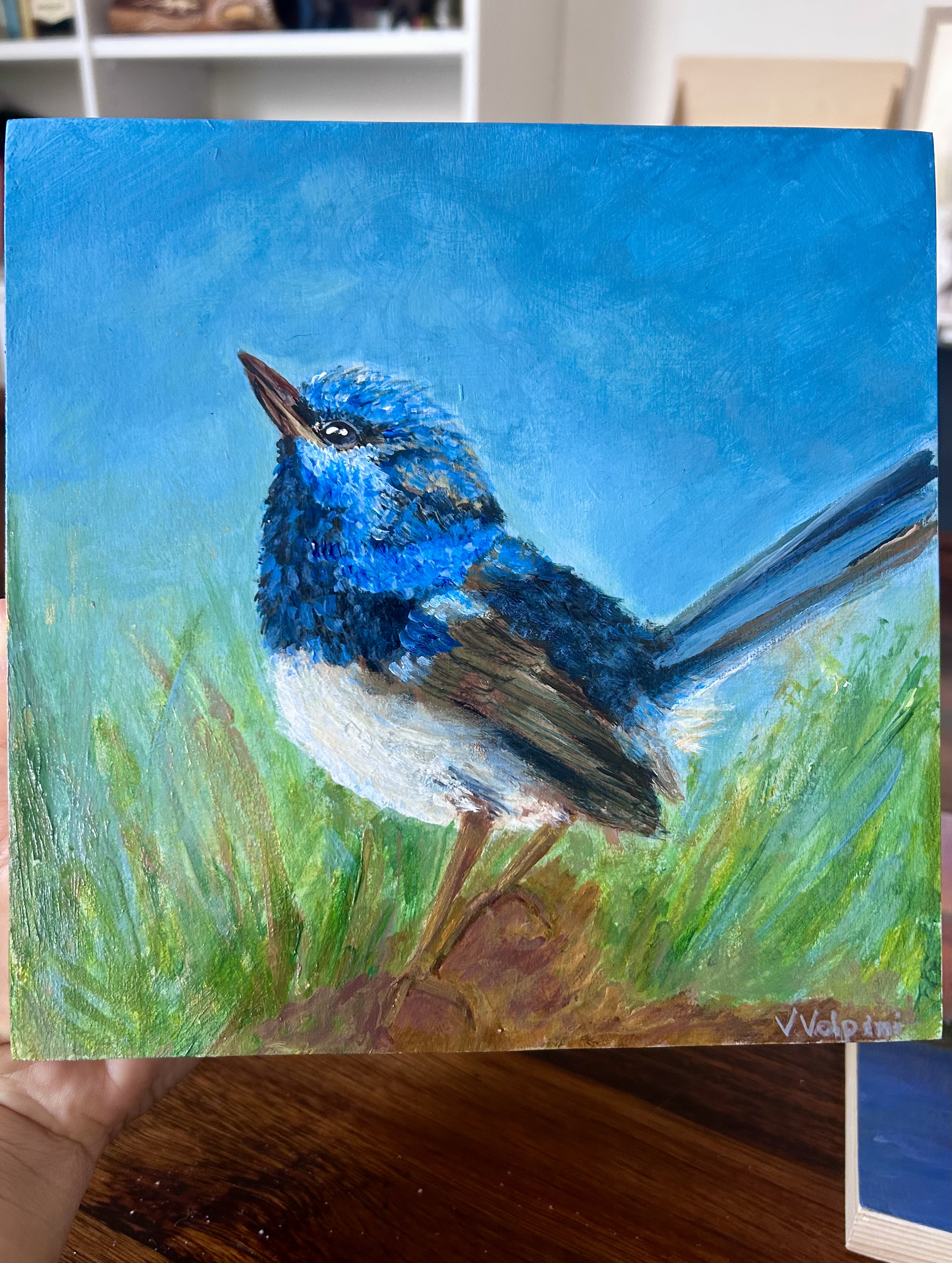 Little Blue Fairy Wren 2