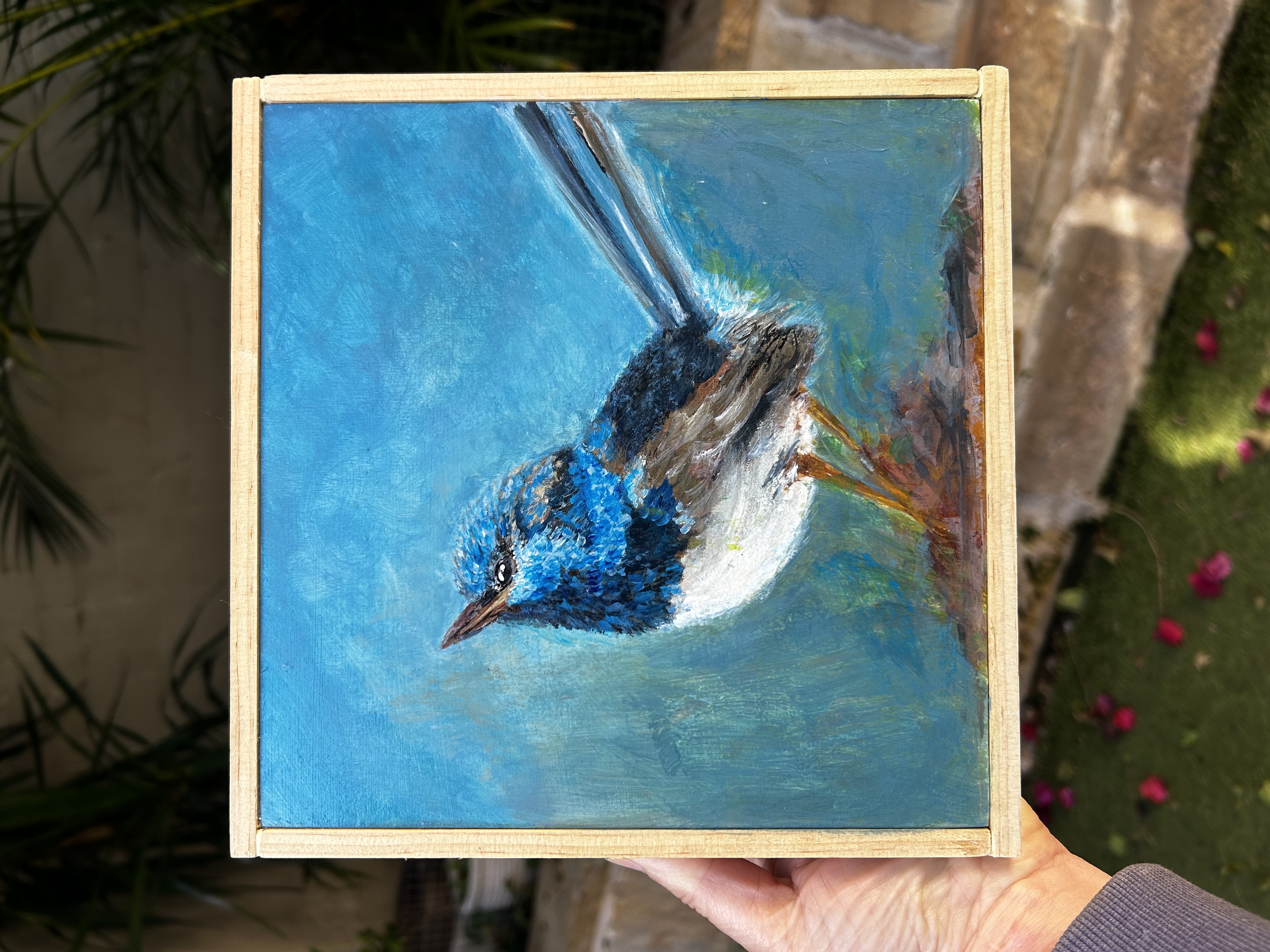 Little Blue Fairy Wren 2 - framed