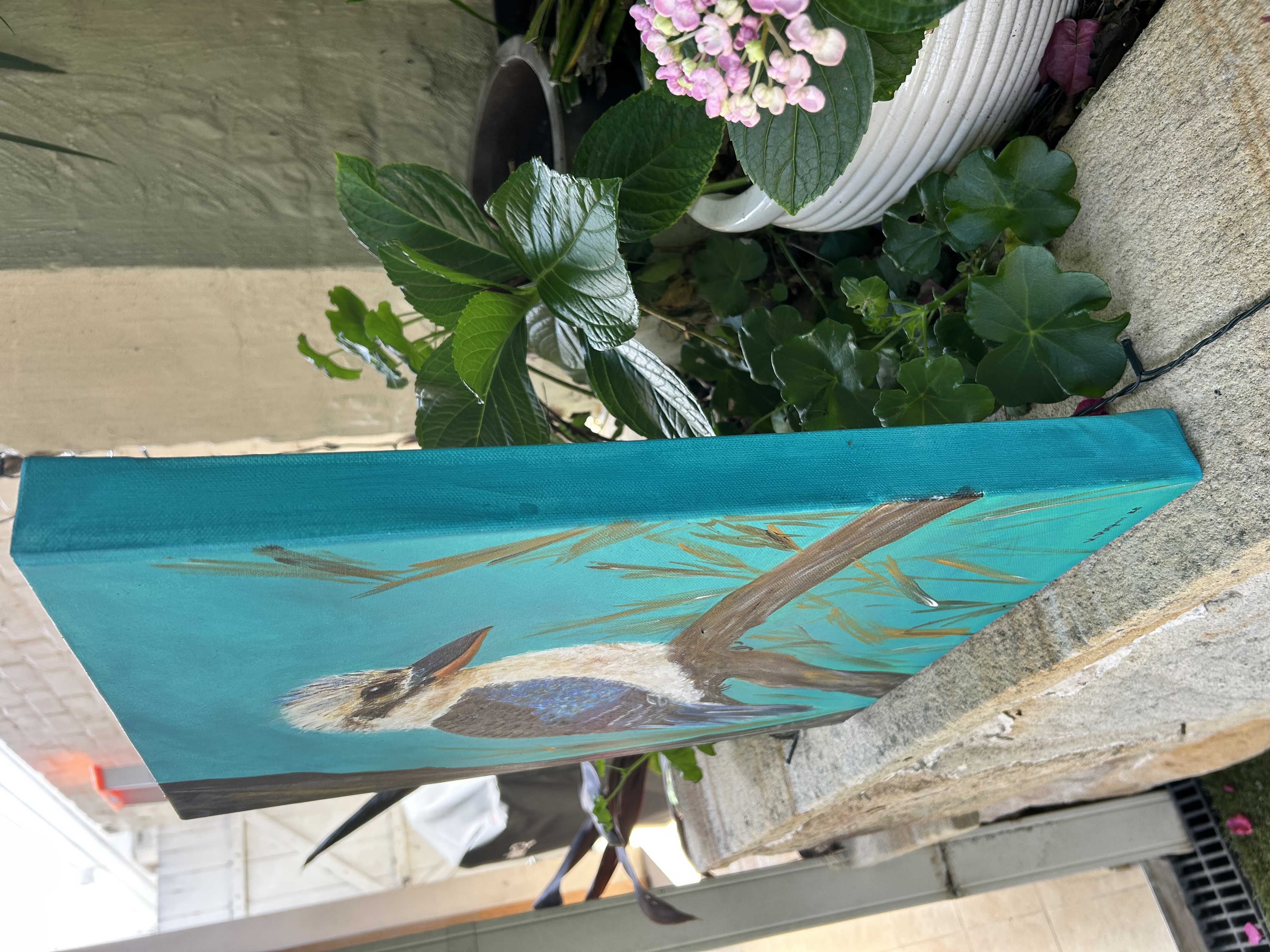 Blue winged kookaburra