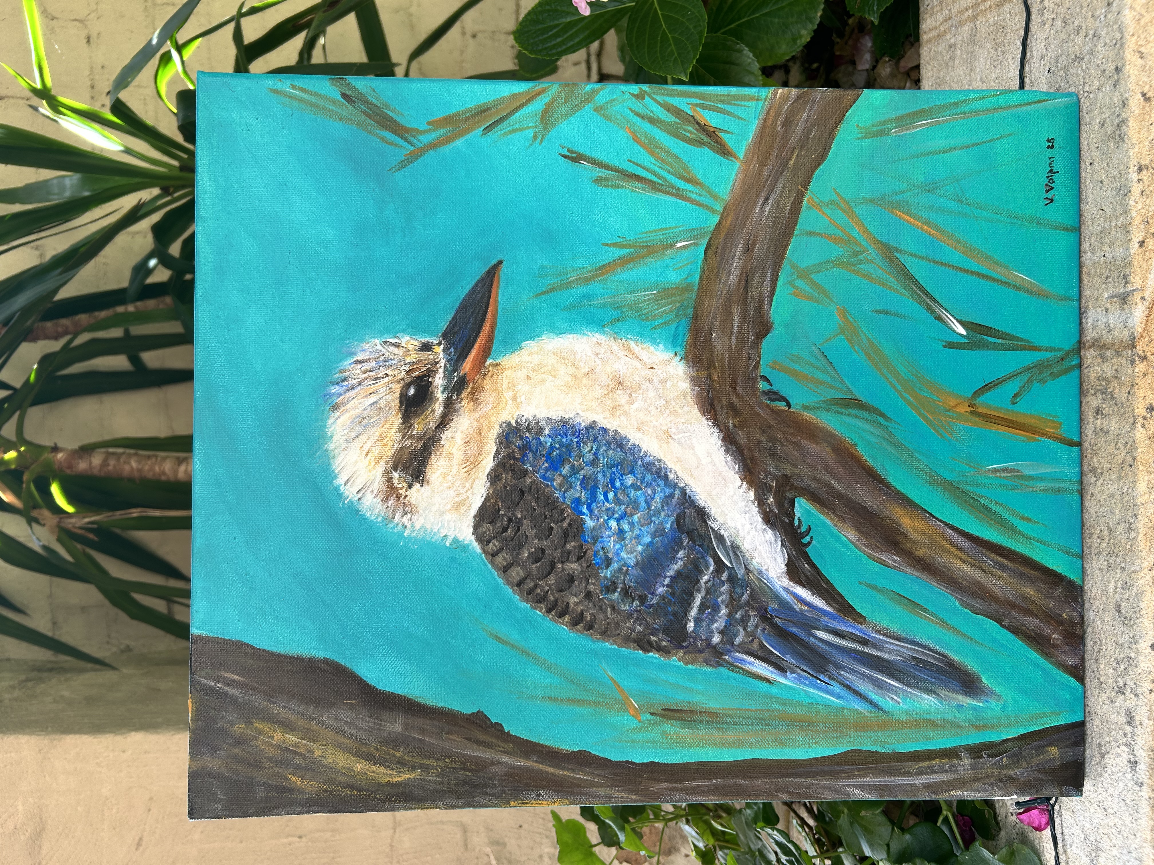 Blue winged kookaburra