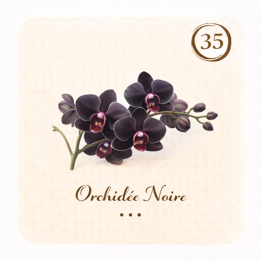 Orchidée noire