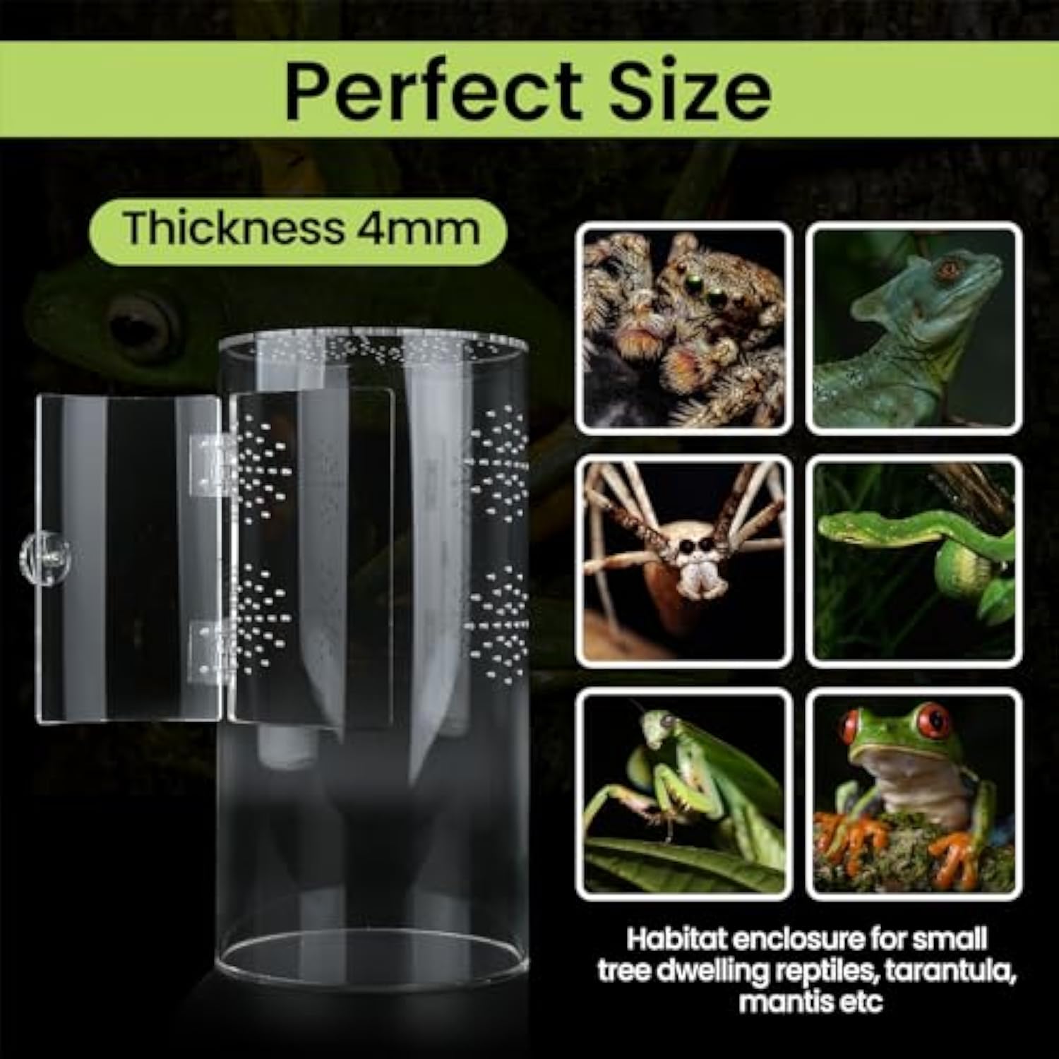 cylindrical Acrylic Reptile Terrarium