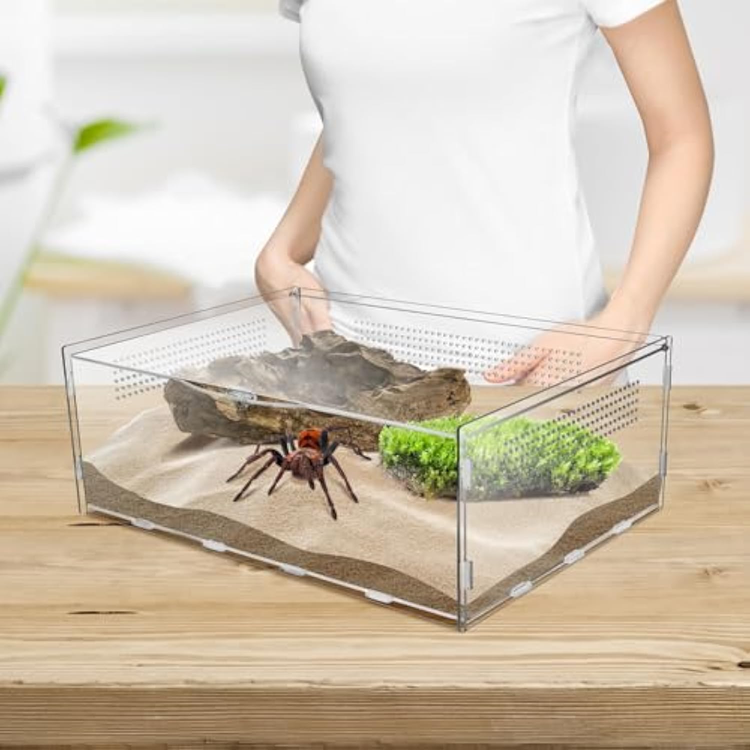 Miniature Habitat Folding Jumping Spider Enclosure 