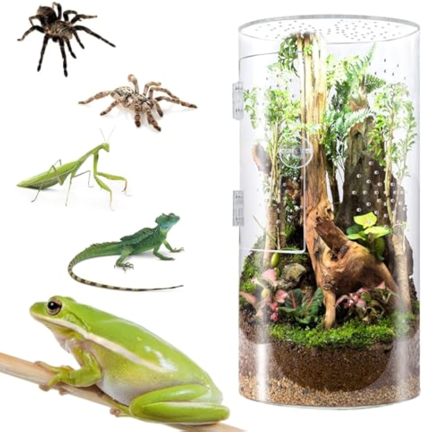 cylindrical Acrylic Reptile Terrarium