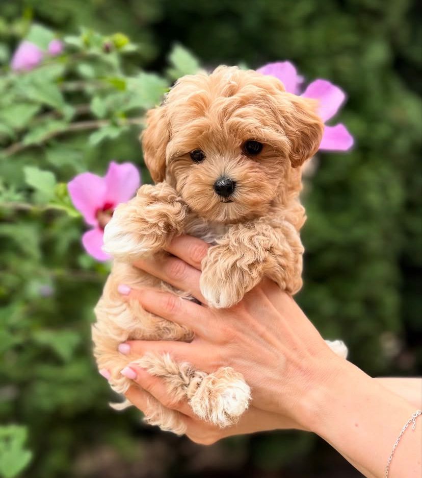 Maxi (cachorro maltipoo macho en venta)
