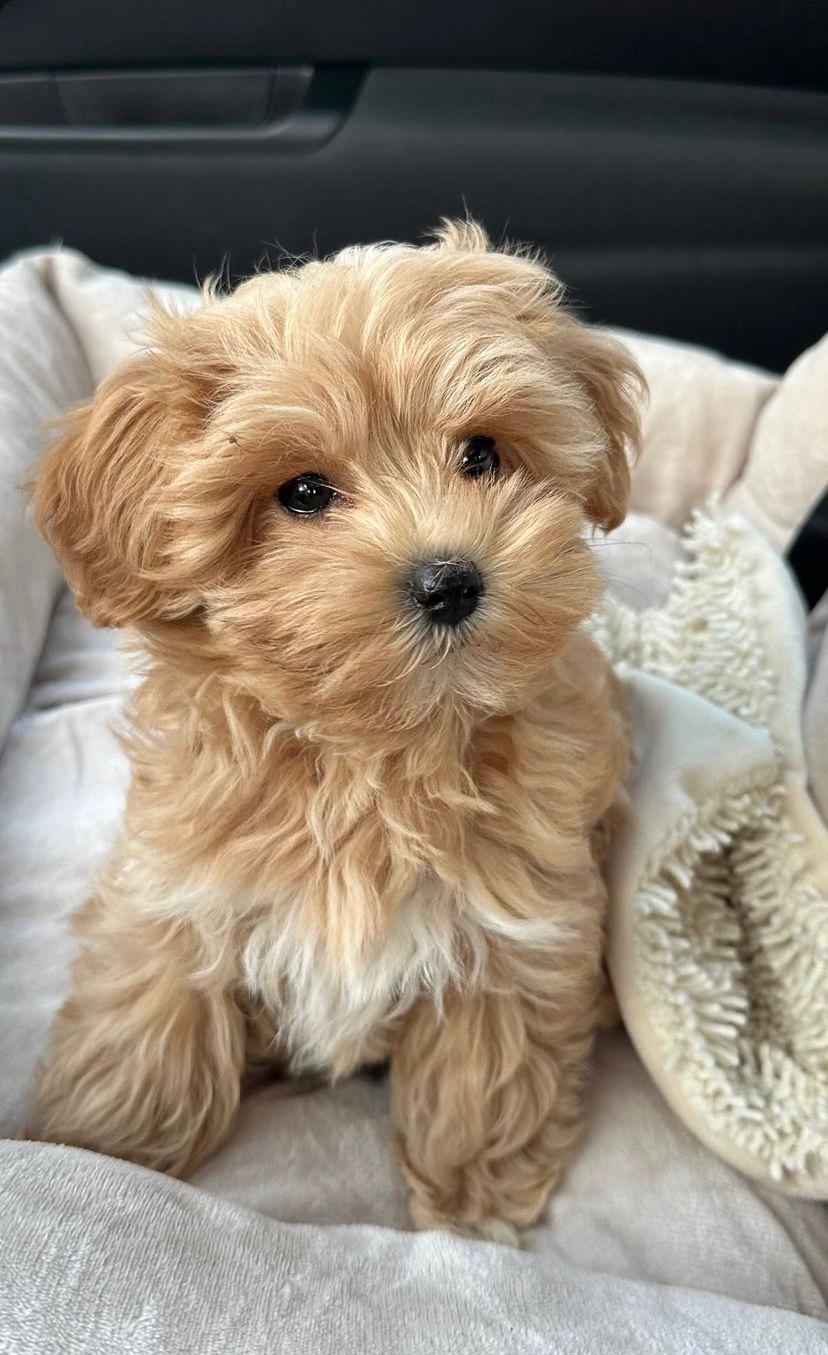 Jazzy (Cachorro Maltipoo macho en venta)