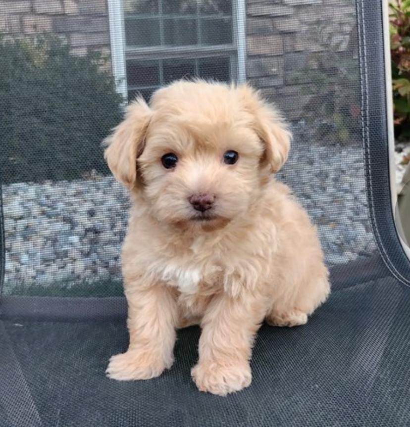 Nelly (cachorro maltipoo hembra en venta)