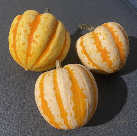Carnival Acorn Squash