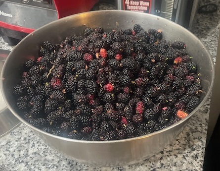 Mulberries