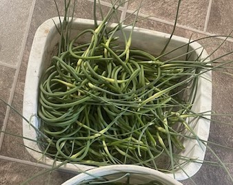 Garlic Scapes