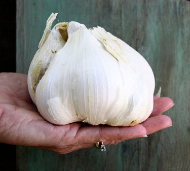 Elephant Garlic