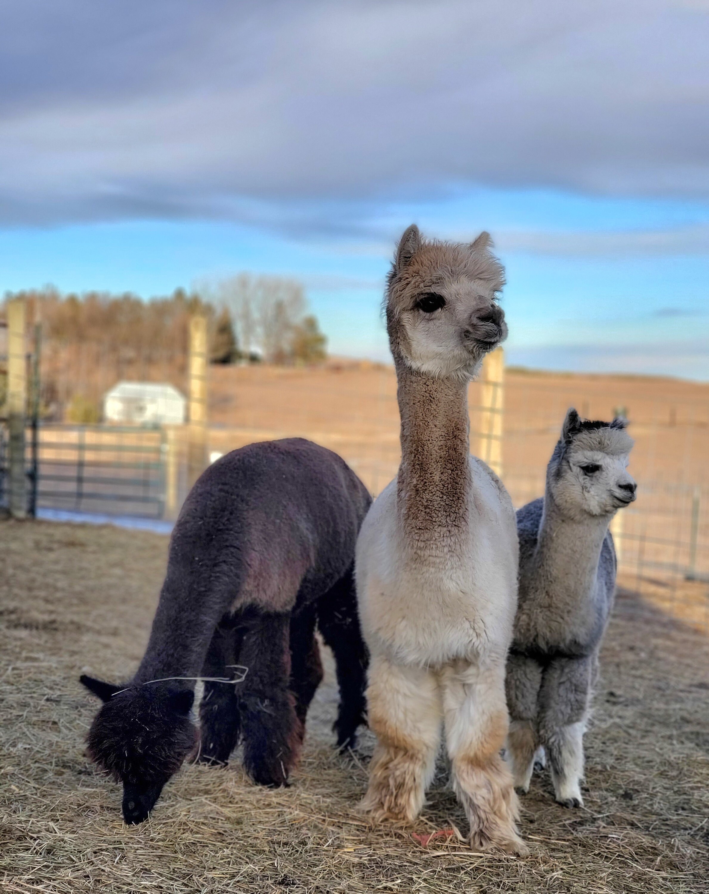 Alpaca Dryer Balls (set of 3)