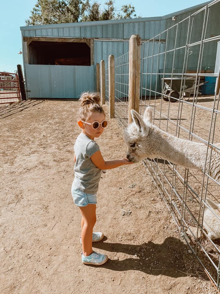 Book Tickets To Visit The Farm