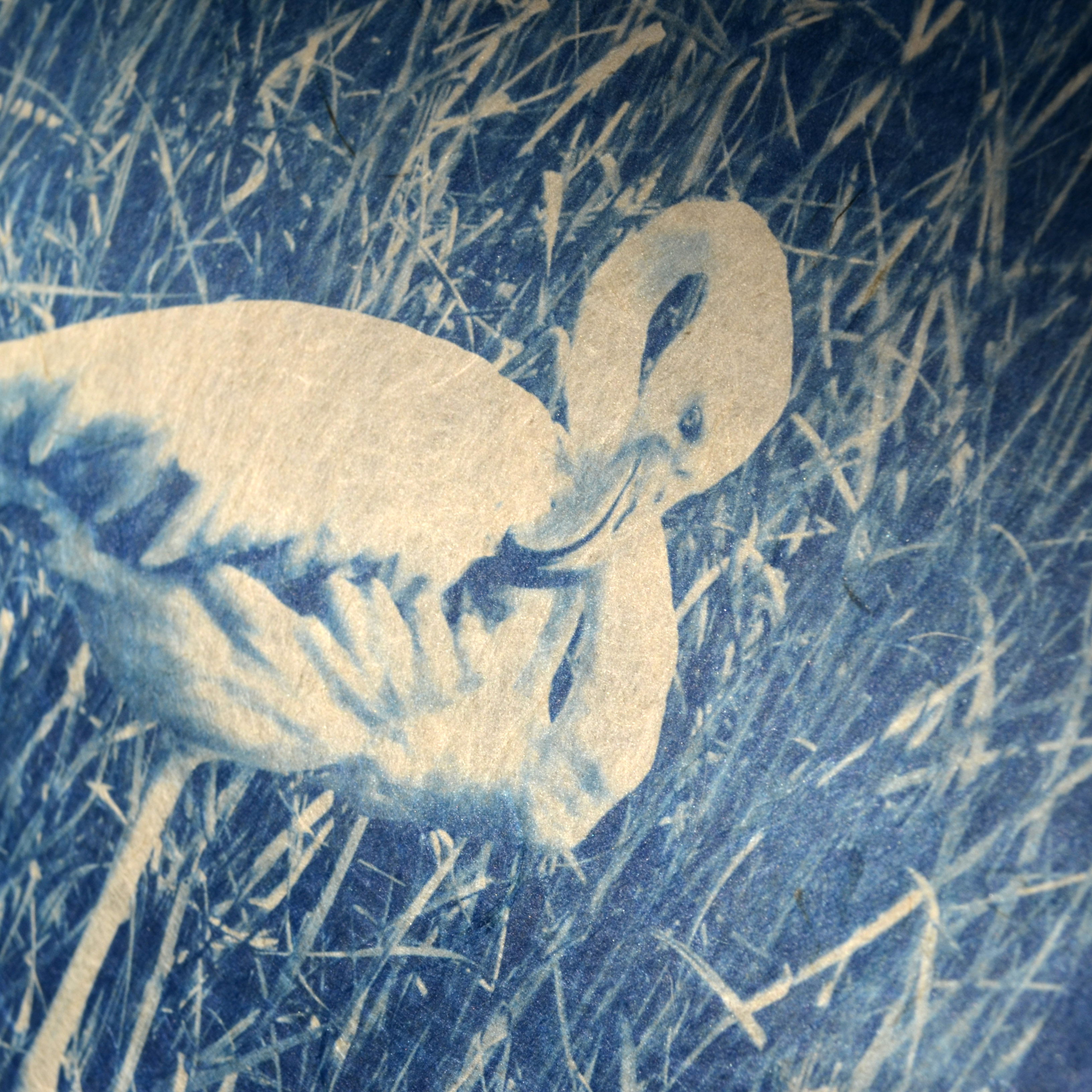 Cyanotype « Le flamant rose »